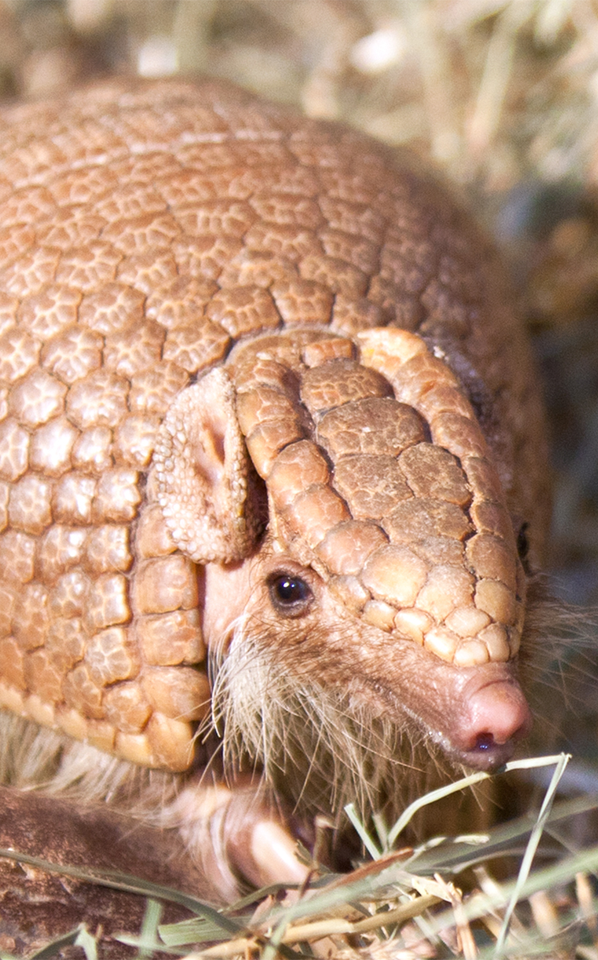 Southern Three Banded Armadillo Lincoln Park Zoo