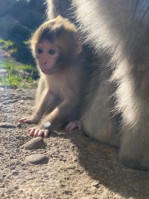 Diana Monkey  Lincoln Park Zoo