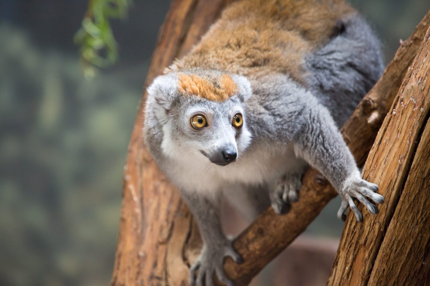 Helen Brach Primate House | Lincoln Park Zoo