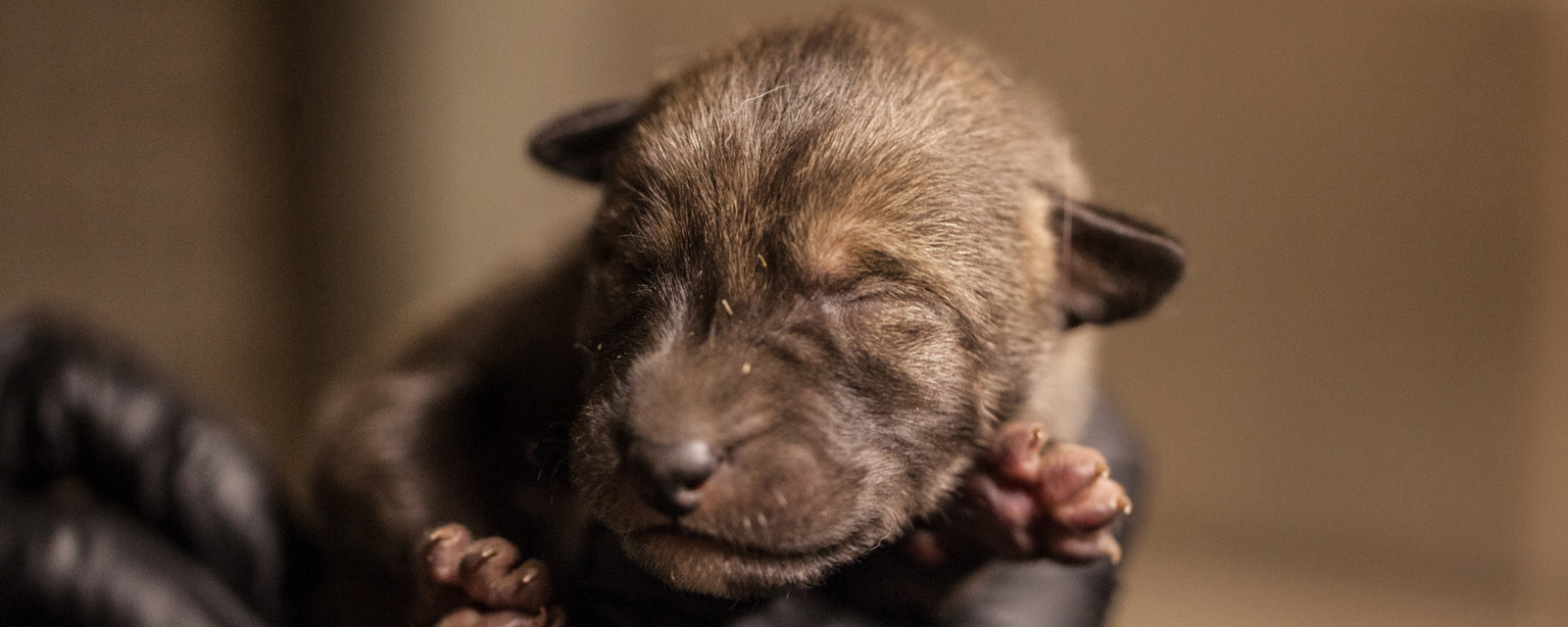 how many puppies are born in a small greek domestic dog litter