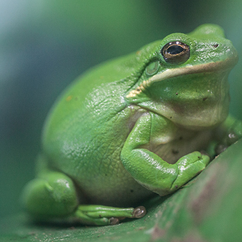 Green Tree Frog Lincoln Park Zoo