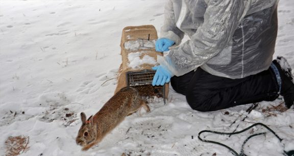 What Do Rabbits Do in Winter? - Lincoln Park Zoo