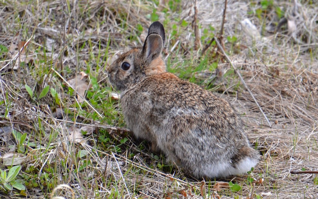 What Do Rabbits Do in Winter? - Lincoln Park Zoo