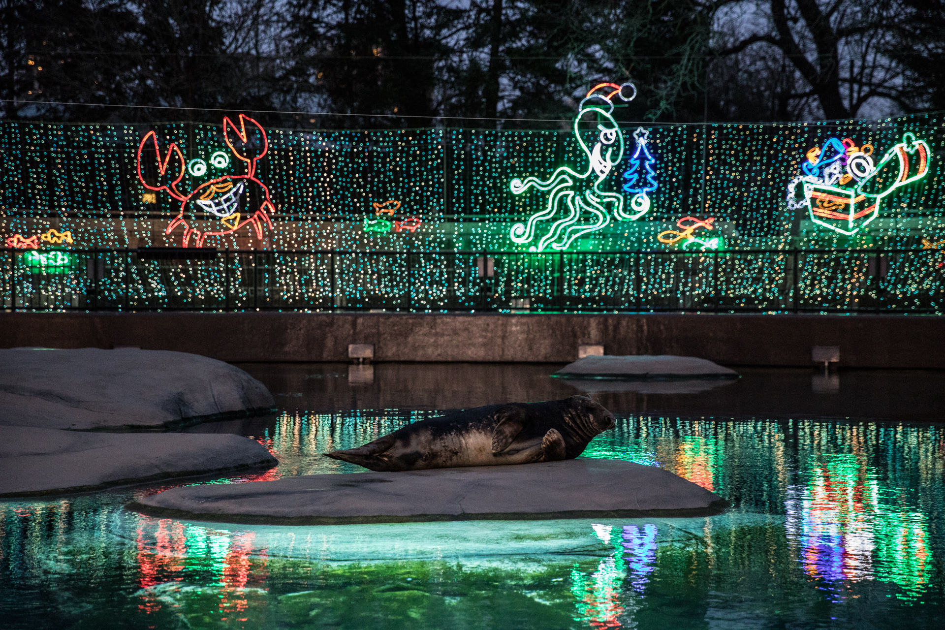 Tickets Now On for Holiday Favorite ZooLights at Lincoln Park Zoo Lincoln Park Zoo