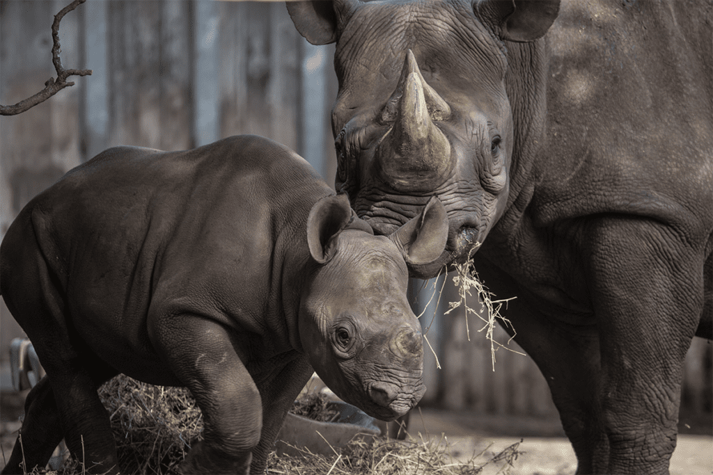 Five Ways to Help Rhinos With Lincoln Park Zoo - Lincoln Park Zoo