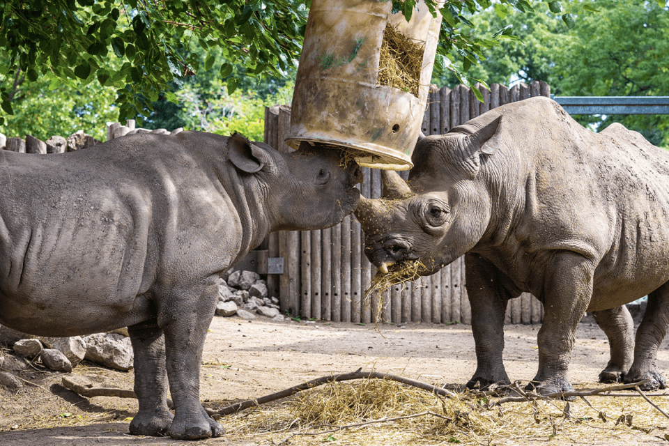 Five Ways to Help Rhinos With Lincoln Park Zoo - Lincoln Park Zoo