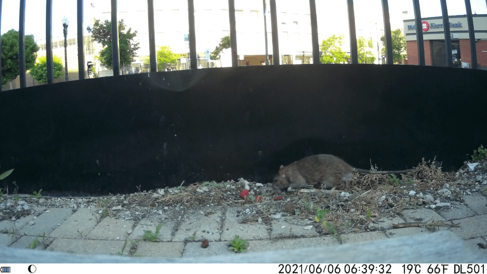 Surprising Science: Rattiest City? - Lincoln Park Zoo