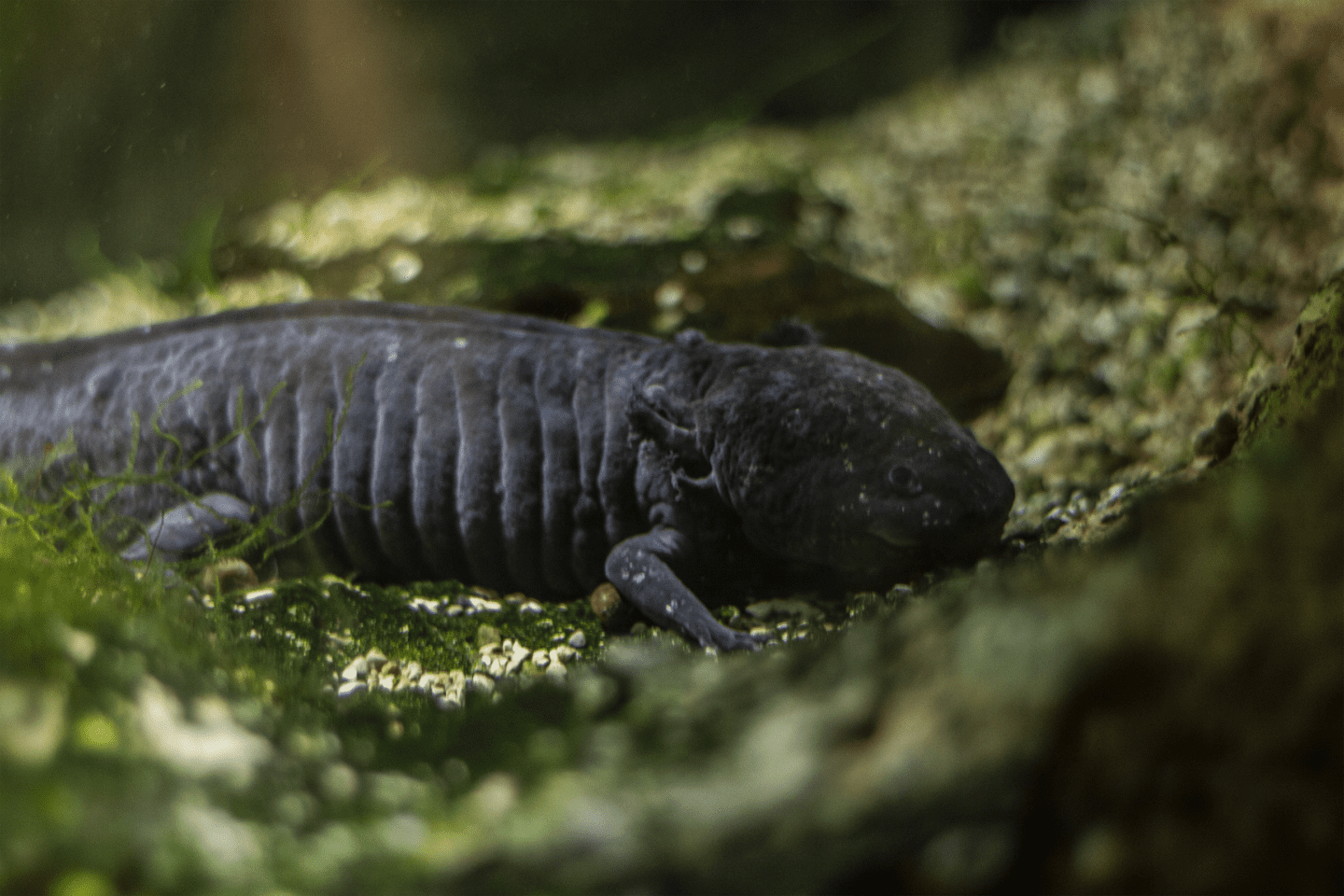 Axolotls Endangered Lincoln Park Zoo