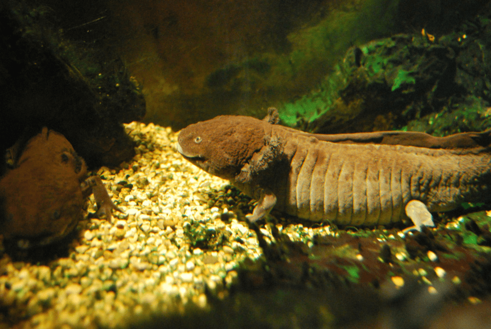 Axolotls Endangered Lincoln Park Zoo