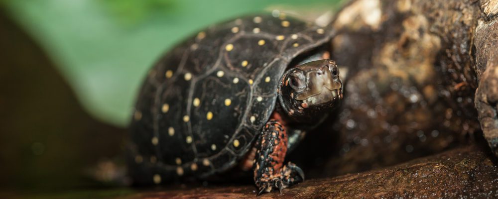 Spotted Turtle | Lincoln Park Zoo