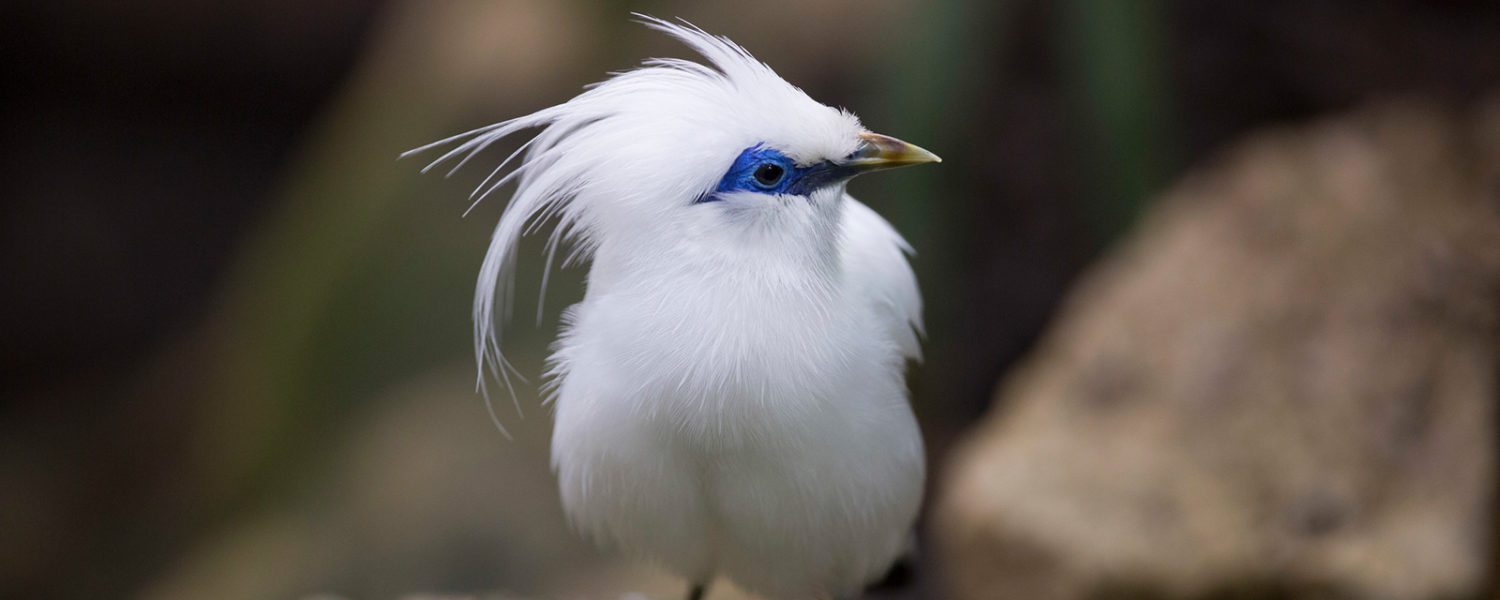 Bali Myna Lincoln Park Zoo