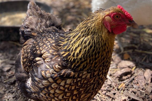 Why Did the Chicken Receive Great Care? | Lincoln Park Zoo