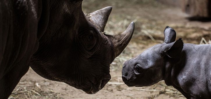 Critically Endangered Eastern Black Rhino Born at Lincoln Park Zoo Is a ...