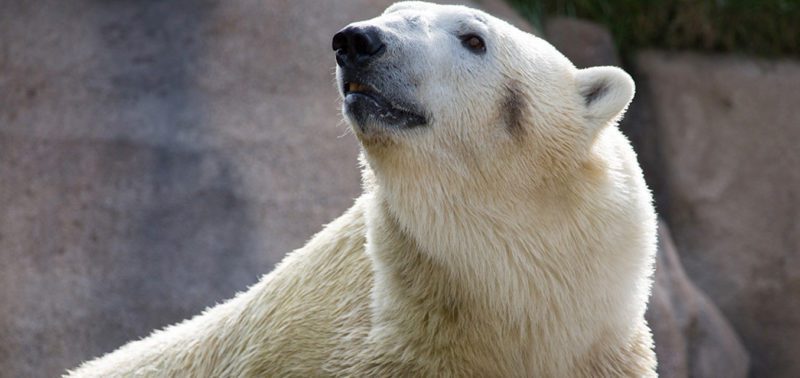 Pressroom | Lincoln Park Zoo