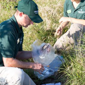 Urban Wildlife Institute | Lincoln Park Zoo