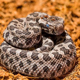 Eastern Massasauga Rattlesnake | Lincoln Park Zoo