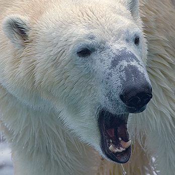 Polar Bear  Lincoln Park Zoo