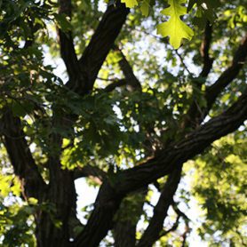 Bur Oak | Lincoln Park Zoo