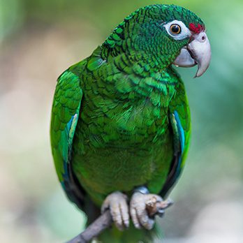 Saving the Puerto Rican Parrot – Garden & Gun