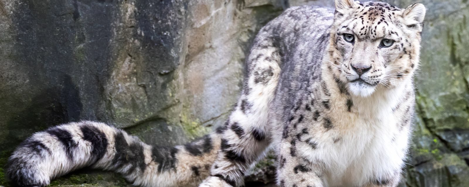 Snow Leopard  Lincoln Park Zoo