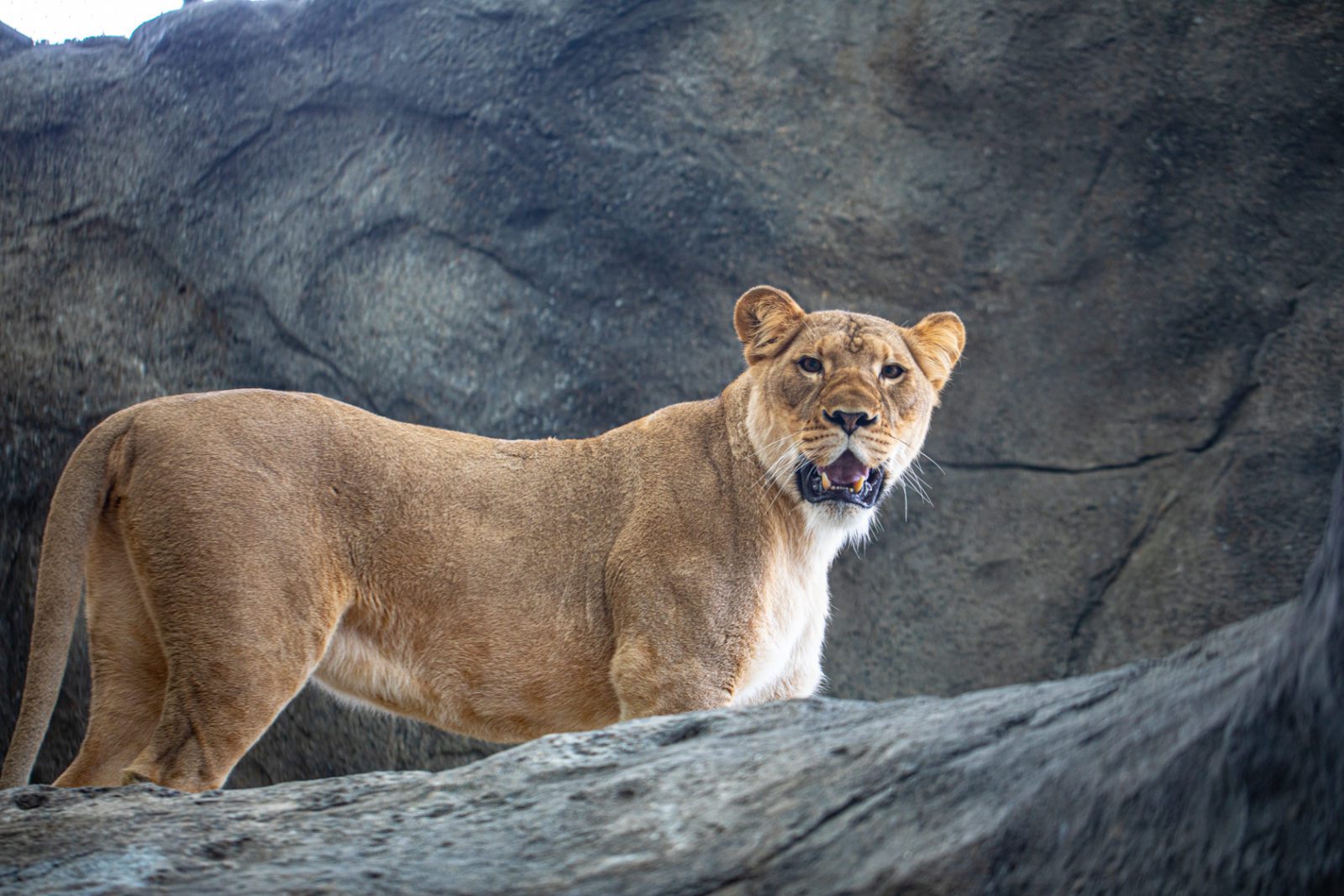 Lincoln Park Zoo Is Expecting a Lion Cub (or Cubs)! | Lincoln Park Zoo