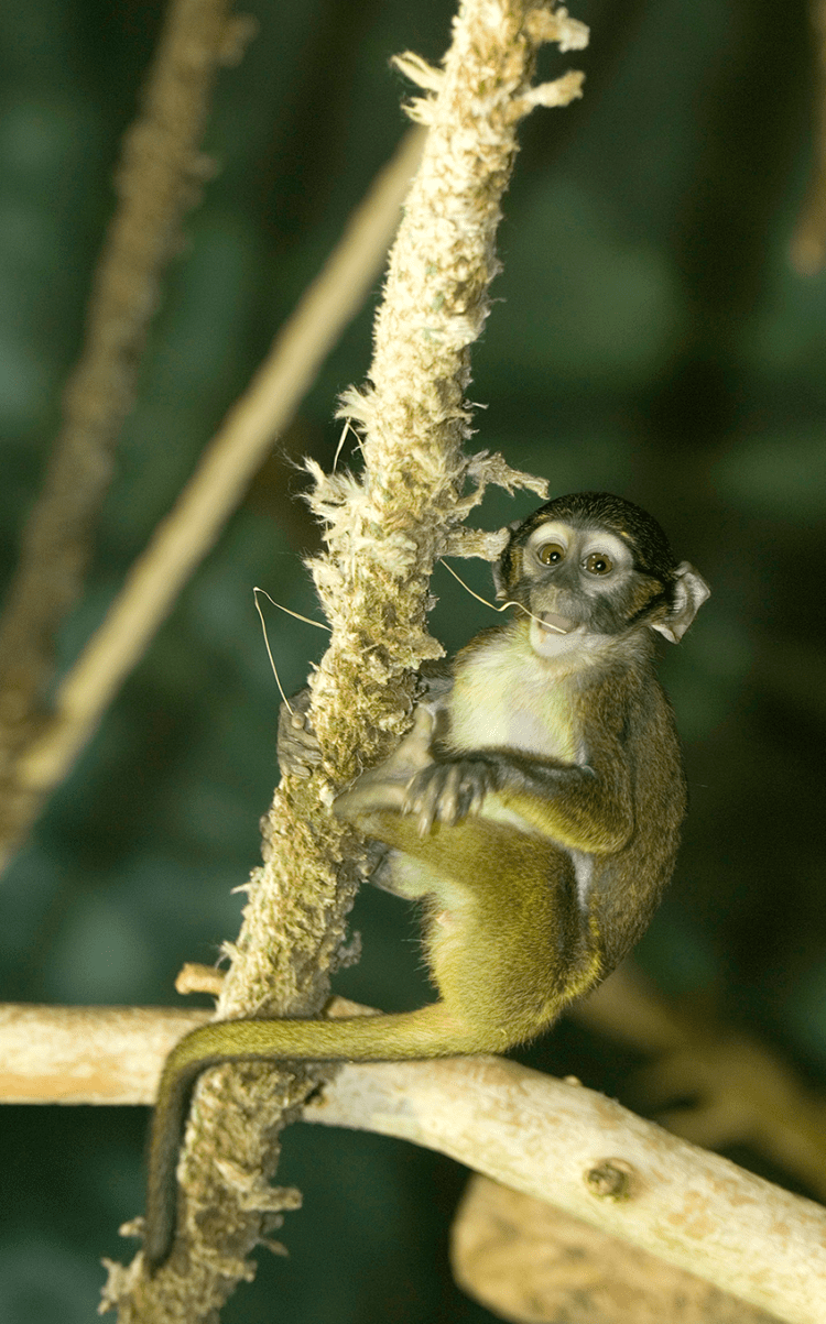 Allen's Swamp Monkeys - Detroit Zoo