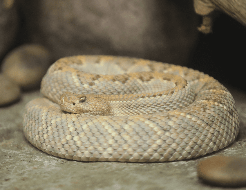 Aruba Island Rattlesnake Lincoln Park Zoo   Aruba Small 