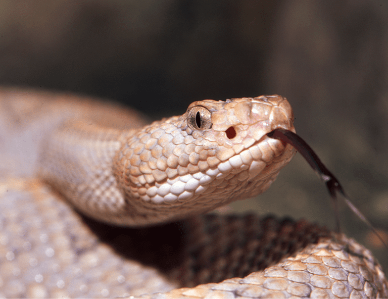 Aruba Island Rattlesnake | Lincoln Park Zoo