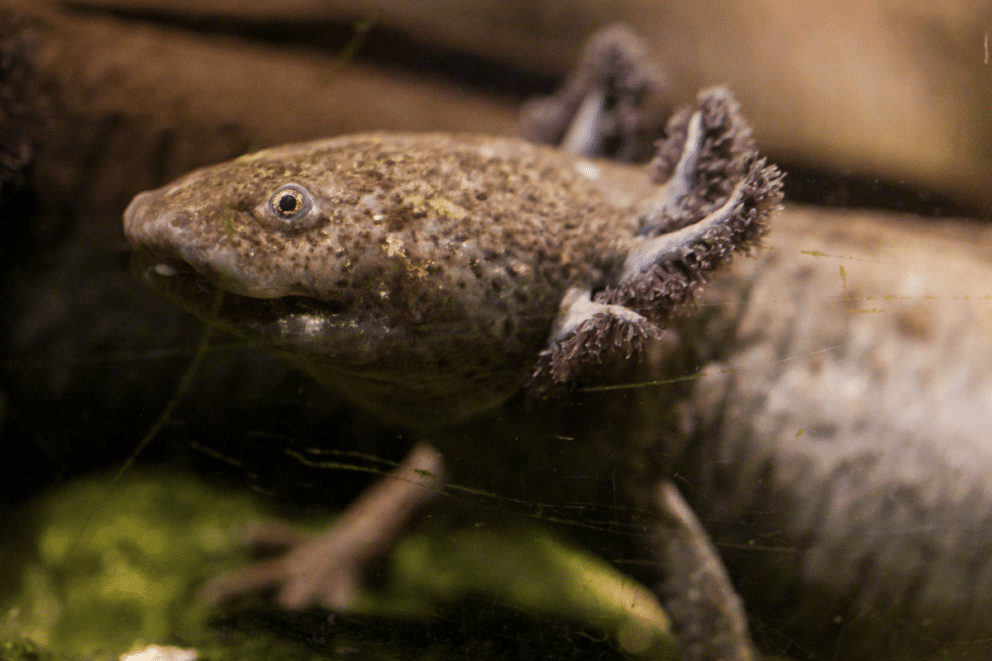 Axolotls Endangered Lincoln Park Zoo