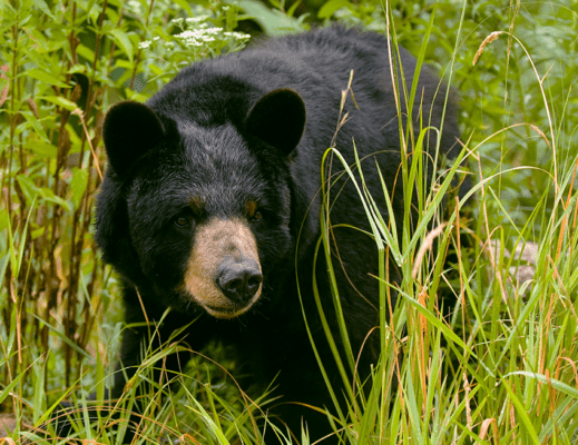 American Black Bear | Lincoln Park Zoo