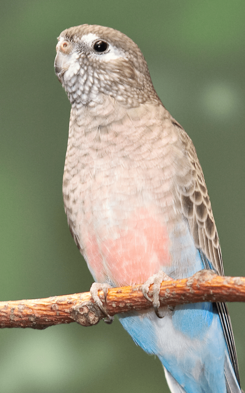 Bourke's Parrot | Lincoln Park Zoo