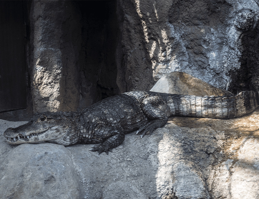 Spectacled Caiman | Lincoln Park Zoo