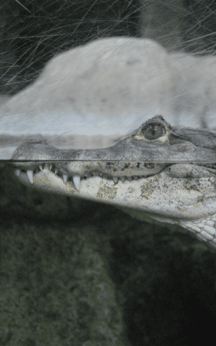 Spectacled Caiman | Lincoln Park Zoo