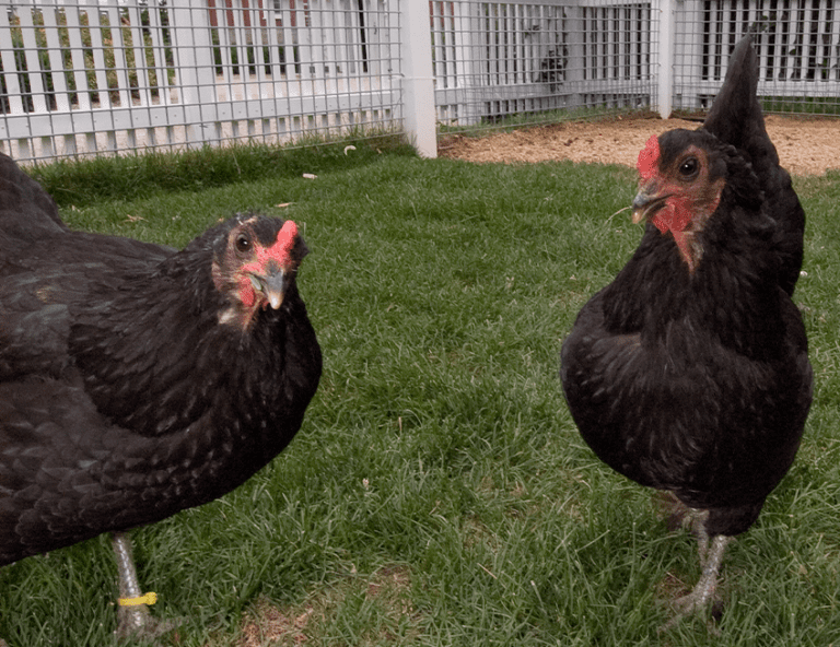 Domestic Chicken | Lincoln Park Zoo