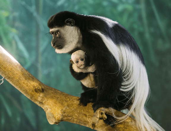 Black-and-white Colobus Monkey | Lincoln Park Zoo