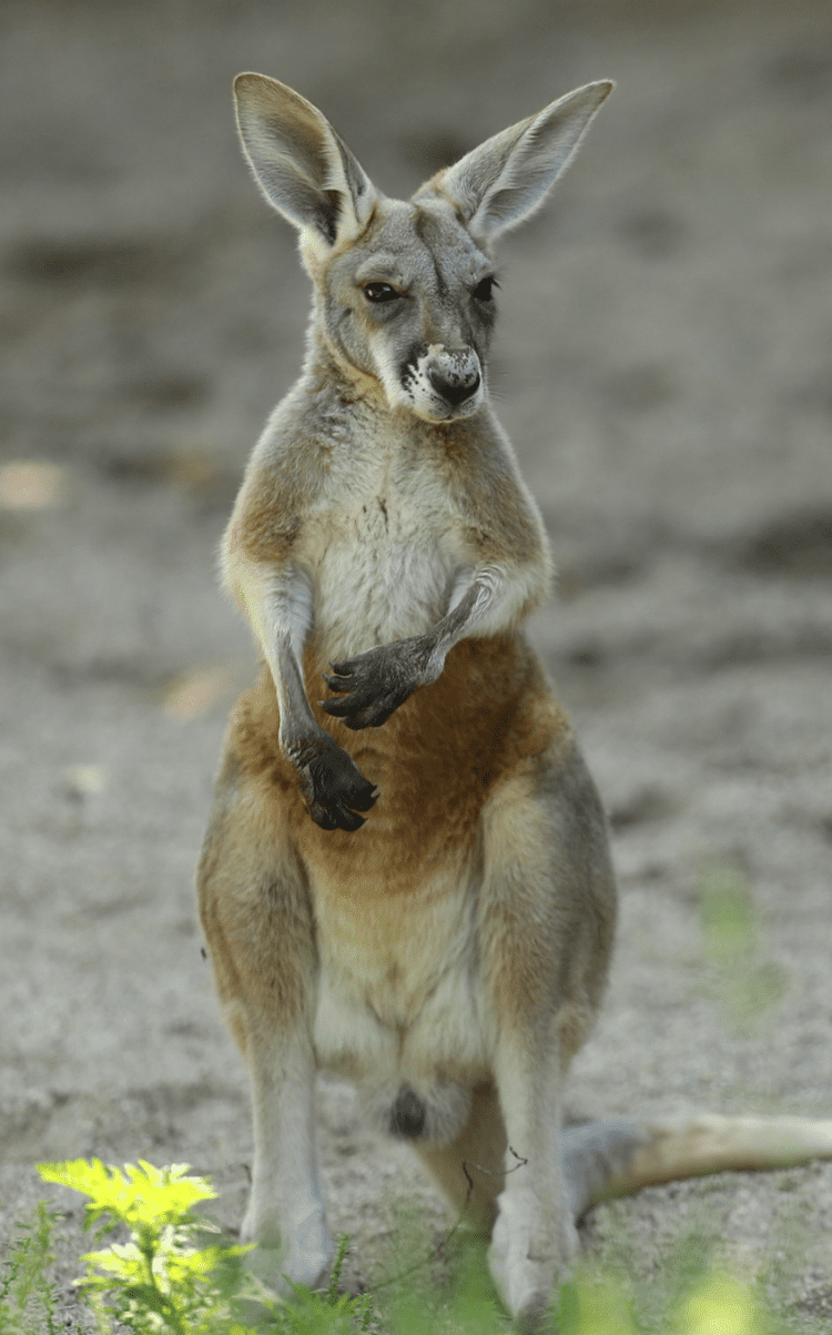 red kangaroo standing
