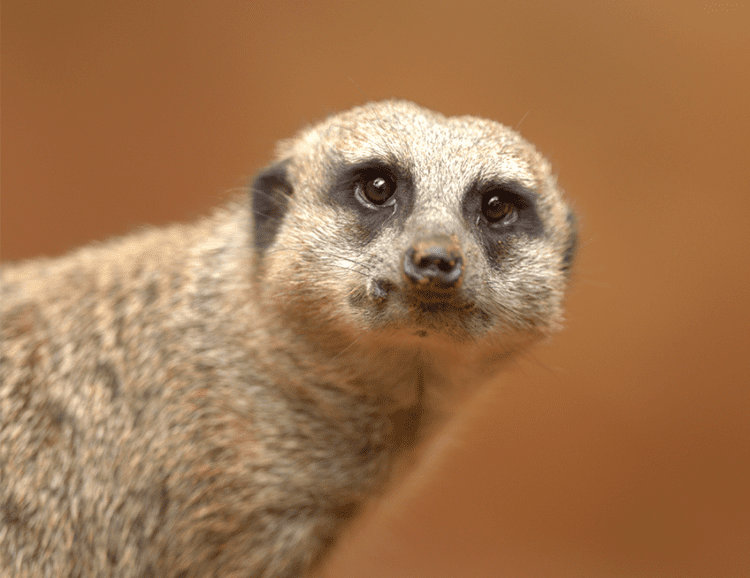 Meerkat | Lincoln Park Zoo