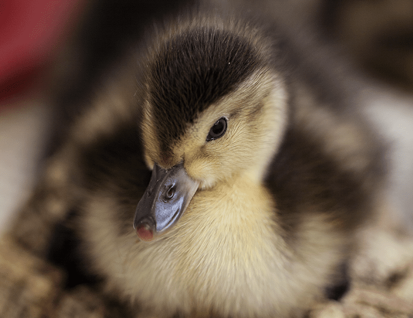 Baer's Pochard | Lincoln Park Zoo