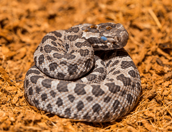 Eastern Massasauga Rattlesnake | Lincoln Park Zoo