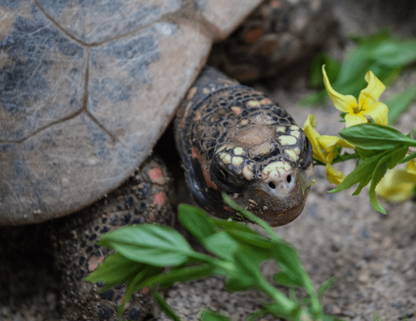 Red-footed Tortoise | Lincoln Park Zoo