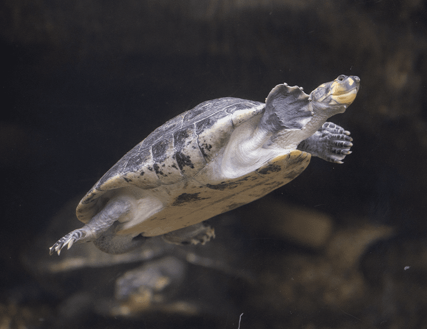 Yellow-spotted Amazon River Turtle | Lincoln Park Zoo