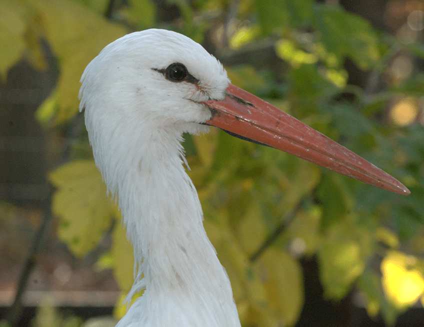 European White Stork | Lincoln Park Zoo