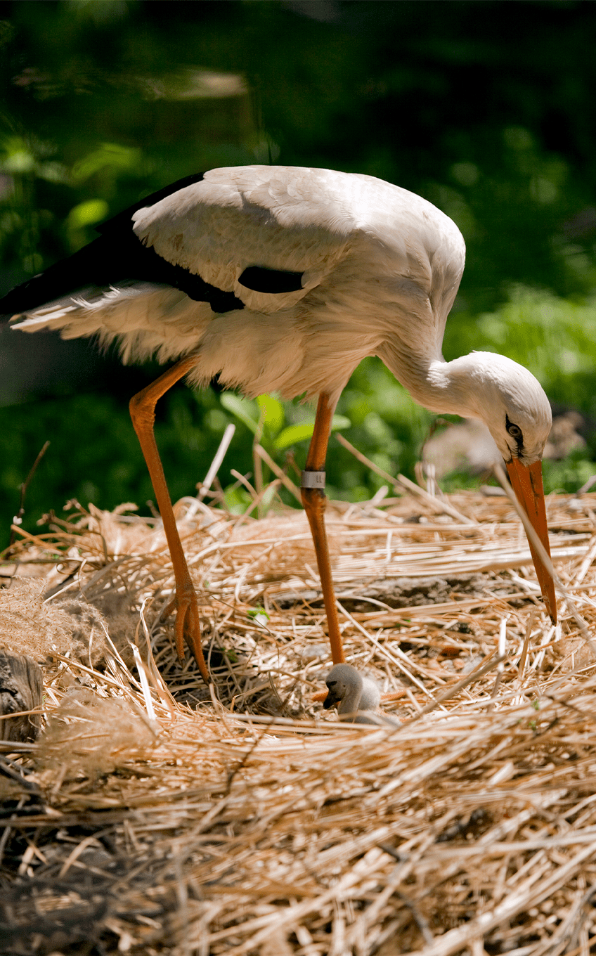 European White Stork | Lincoln Park Zoo