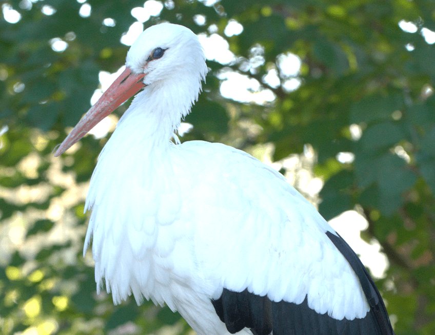 European White Stork | Lincoln Park Zoo