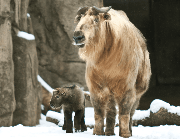 Sichuan Takin | Lincoln Park Zoo