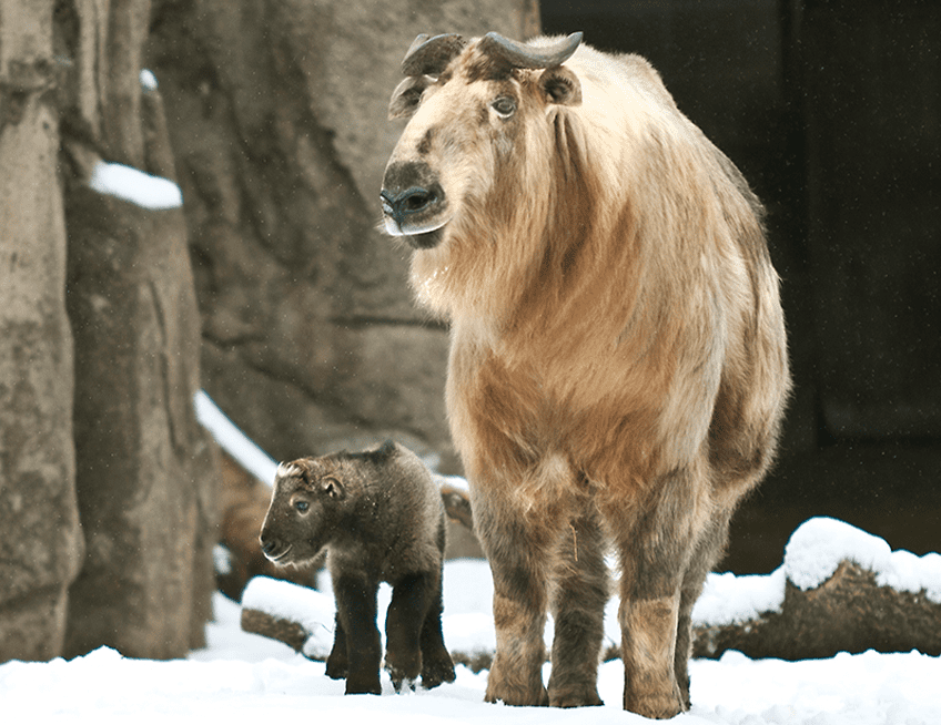 Sichuan Takin 