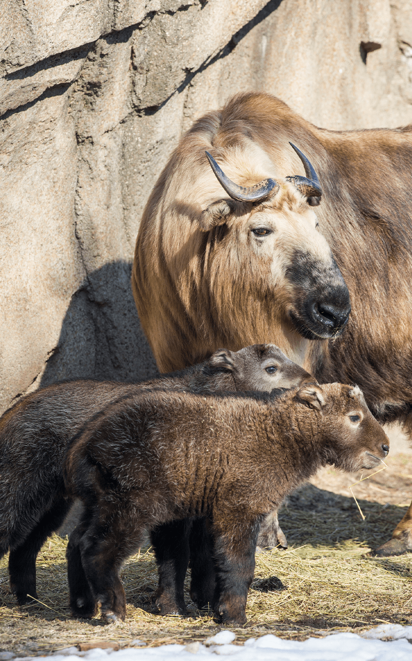 Sichuan Takin | Lincoln Park Zoo