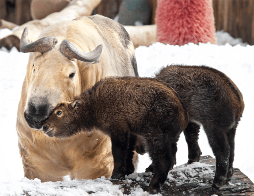 Sichuan Takin | Lincoln Park Zoo