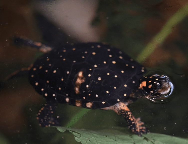 Spotted Turtle | Lincoln Park Zoo