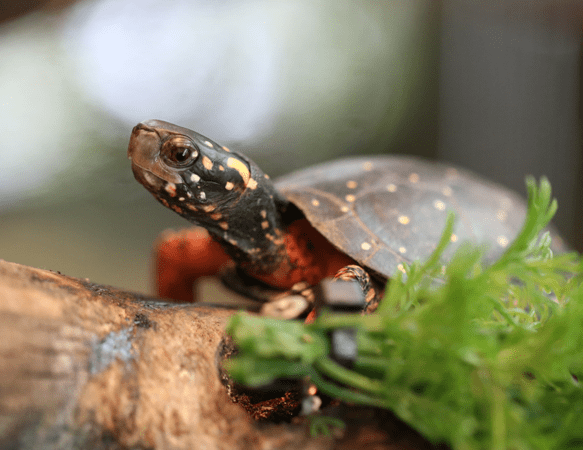 Spotted Turtle | Lincoln Park Zoo